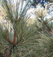 Bare root scots pine tree